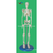 HR-103 45CM Tall PVC Material Mini Modelo de Cuerpo Humano, Esqueleto Humano Modelo